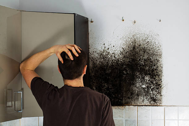 Best Mold Testing and Inspection Services in Kirkland, WA